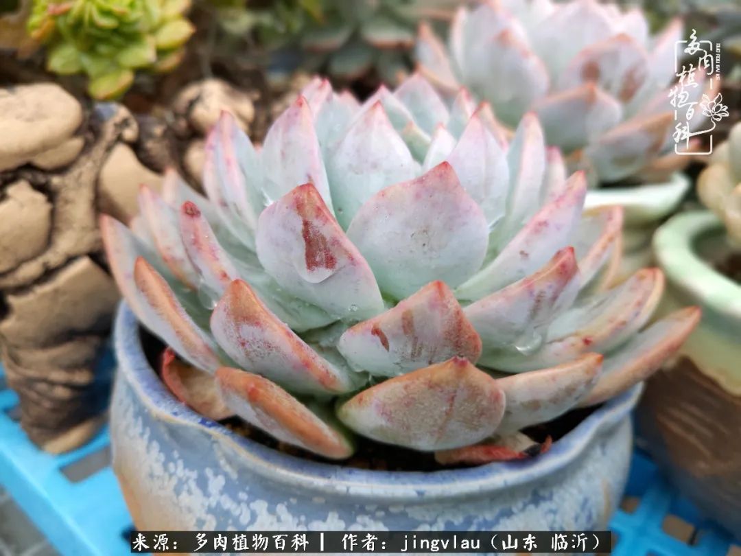 花月|多肉露养度夏,没遮阳没遮雨,有惊无险!