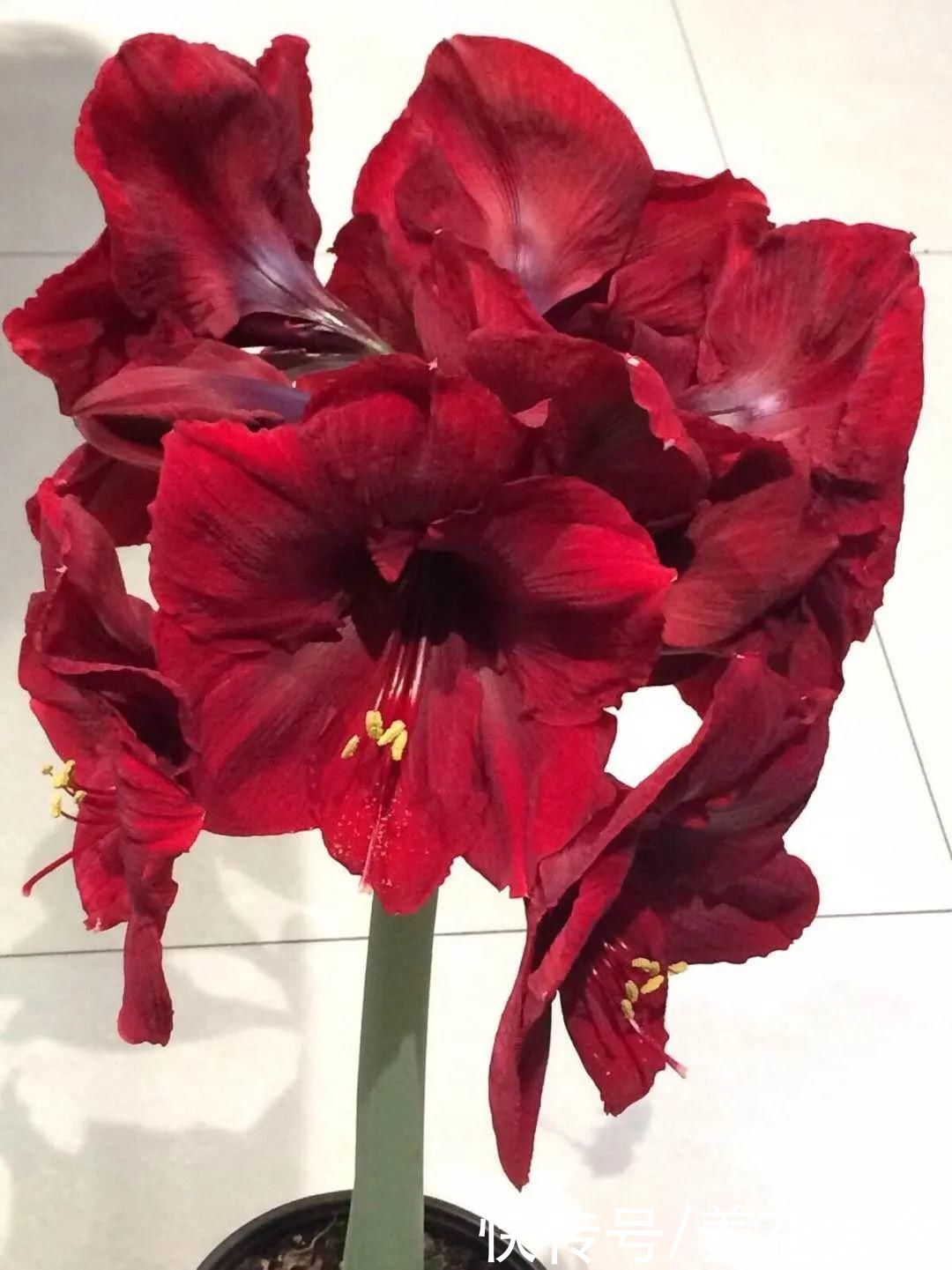 冬天好养的花,皮实不娇气,颜值高上档次,咋养都开花