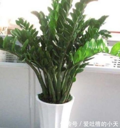 有钱人都养3种花，净化空气，还能很好的旺运，财源广进