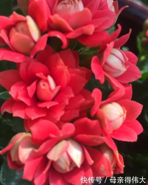 花友|喜欢红色长寿花,就养这3种,红火喜庆寓意好,很适合做年宵花