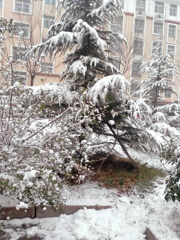 致敬雪花／上午喘口气，下午下雪更俏丽