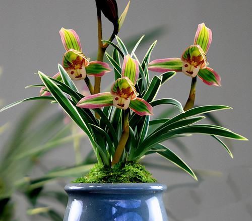  迷人|此兰花色迷人，花香浓郁，叶带金边线艺，欣赏价值极高