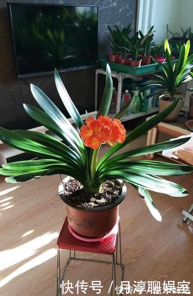 全年|养护君子兰有小技巧,您得给它照一照,全年可开花,不踩雷