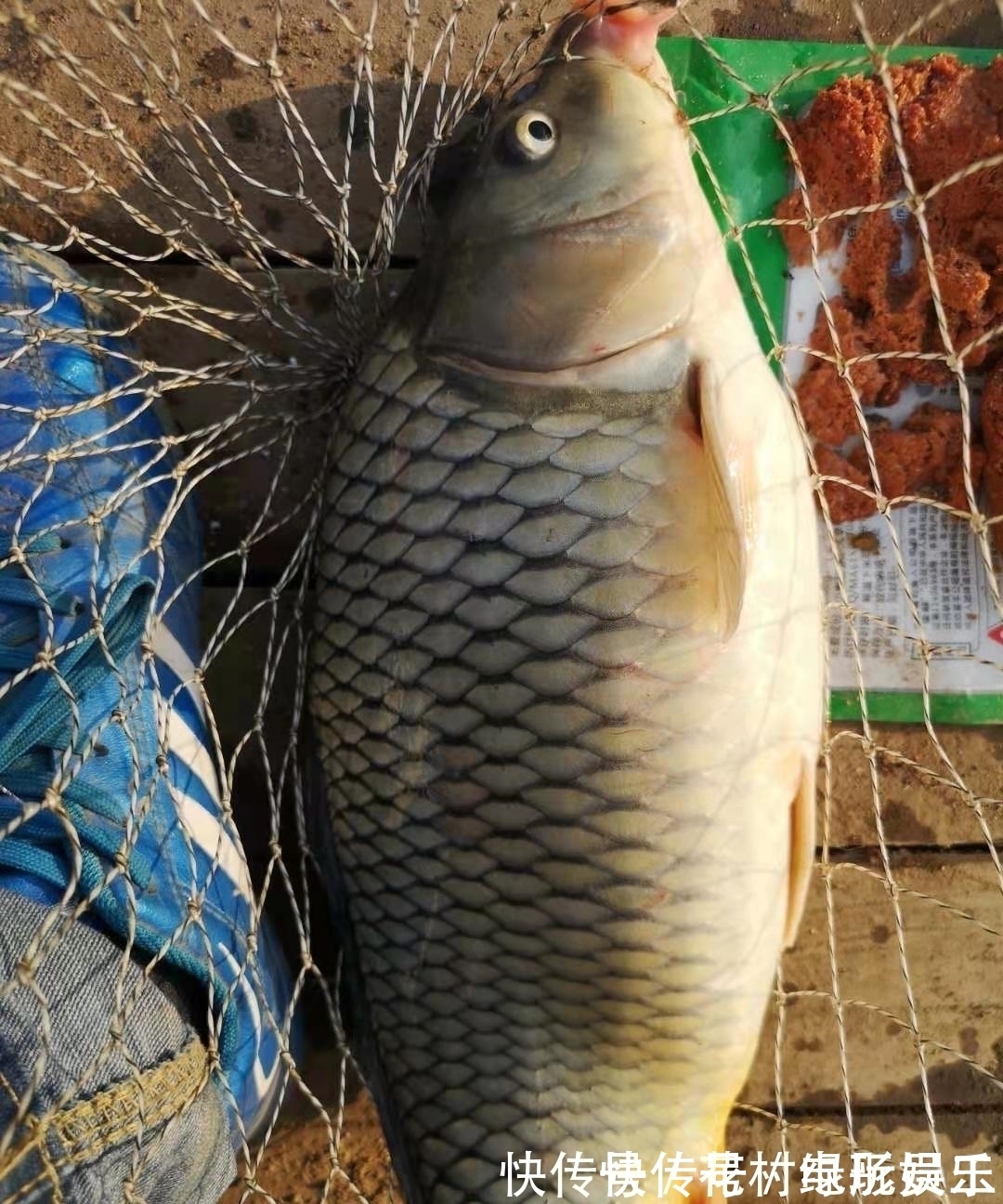 蓑笠哥|降温后钓鲤鱼的思路,逐渐开始活跃,不好吃但手感好