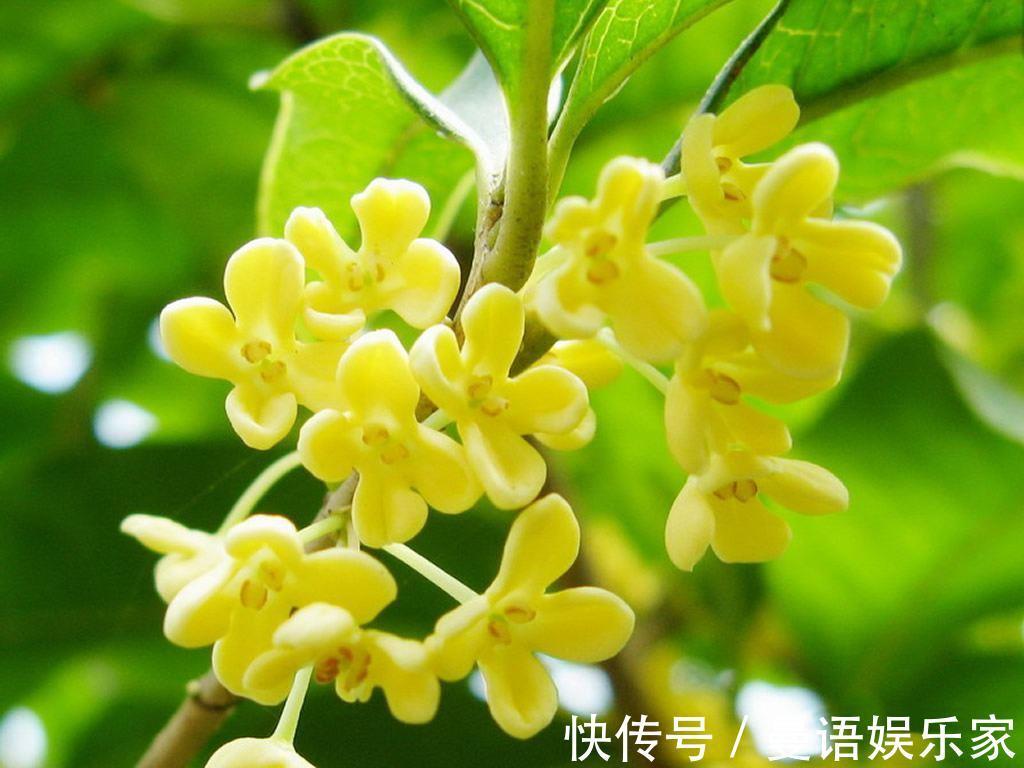 金黄色|此花是我国的名花,以香气所闻名,金黄色的花朵十分美丽