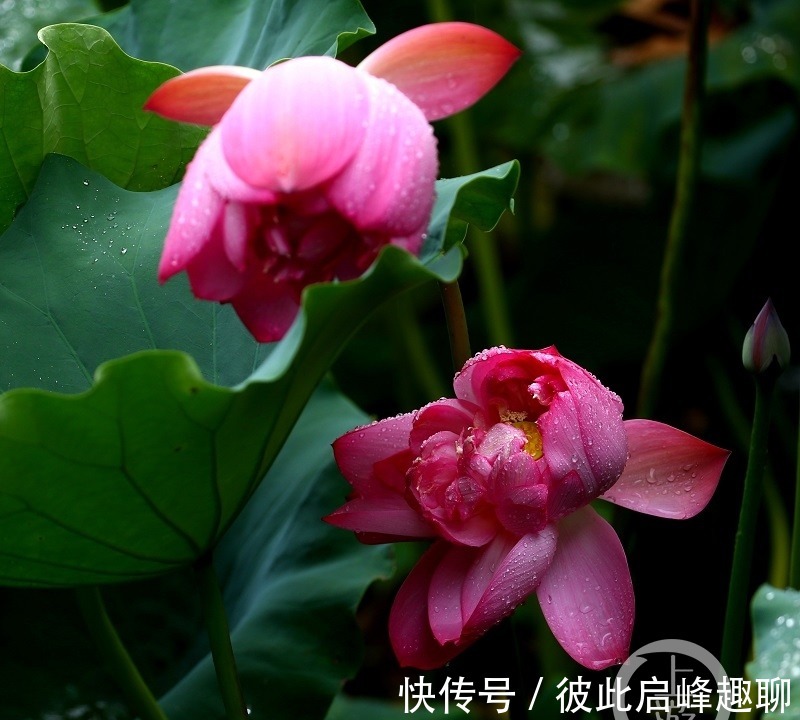 君生|烟雨朦胧中，邂逅夏荷之美