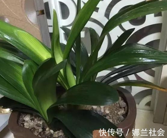 长寿花|君子兰肥到流油,长寿花开不断,原来他用了这个小方法!