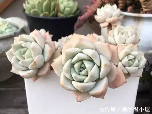 公认“性价比高”的多肉,口碑好养护省心,值得拥有!