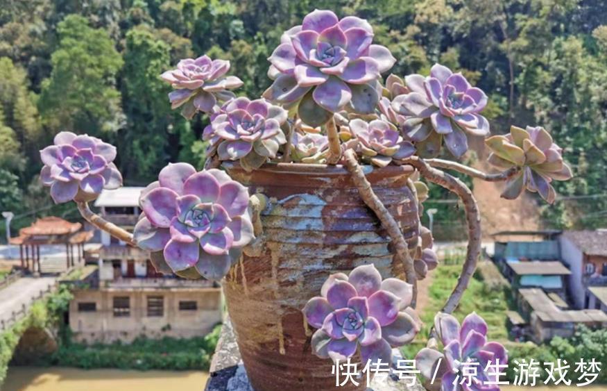 6种经典的普货多肉,好养好看易繁殖,秋冬养出极致状态,真美