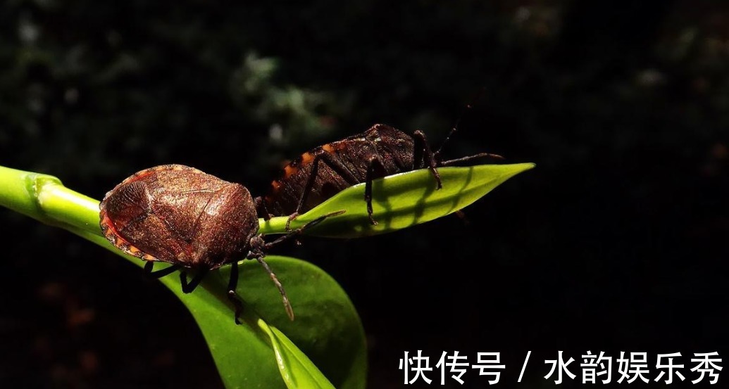 虫子|会放臭屁的臭妮子，营养价值堪比鹿茸，现在卖1000元一斤