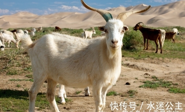 贵人|11月26号后,属羊人贵人出现,赢得先机,闯出名堂,事业畅通无阻