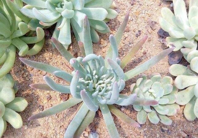 多肉植物“仙女杯”怎么养教你3个养护小妙招,紧实美观肉饱满