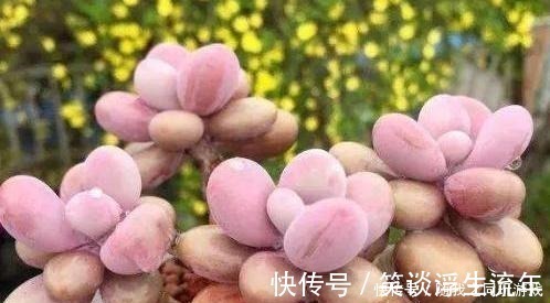 小齐|想用“河沙”养多肉,有利也有弊,这么使用才“完美”