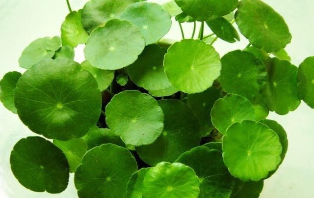 养护|铜钱草的养护方法和细节!