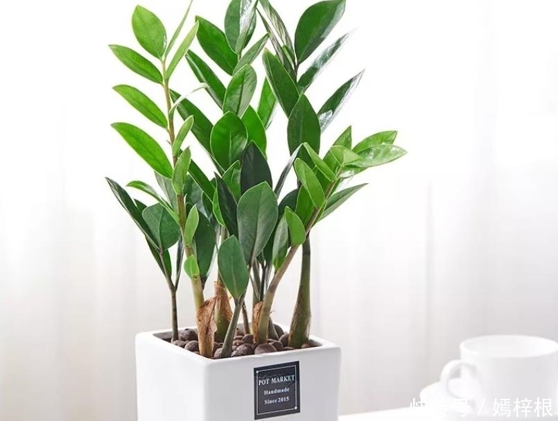 室内养花,10种绿植比花好看,随你挑