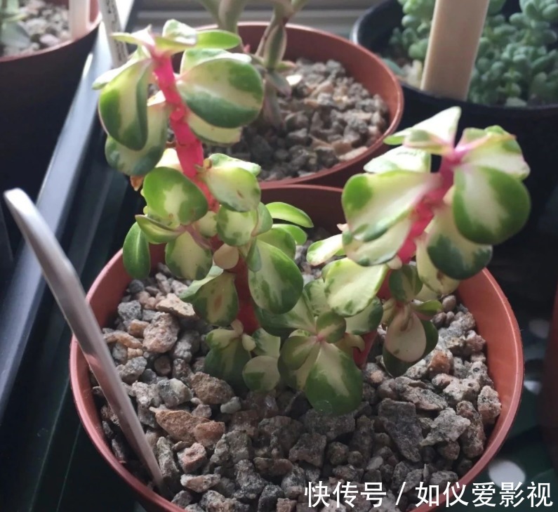 盆栽避开这3点，树马齿笕叶不黄不掉，很快就逆袭成金枝玉叶