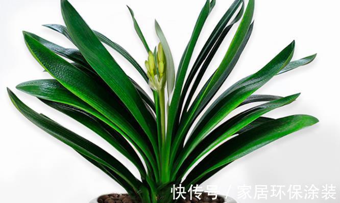 花卉|养兰花和君子兰,植料中掺粗沙子好还是细沙子好,效果大不相同
