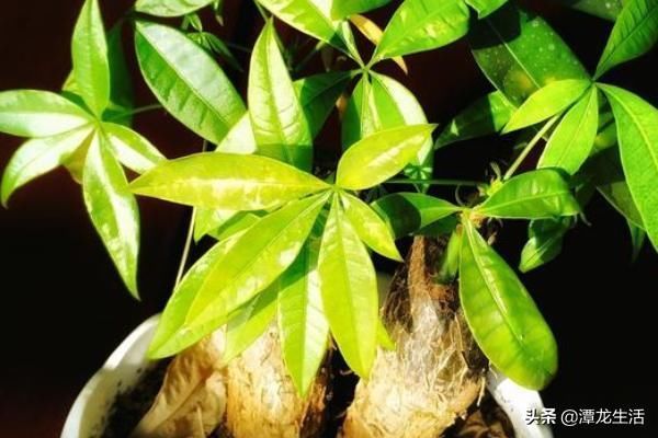 天竺葵|最容易在夏季淹死的五种花,不光管住手,还要注意这几条