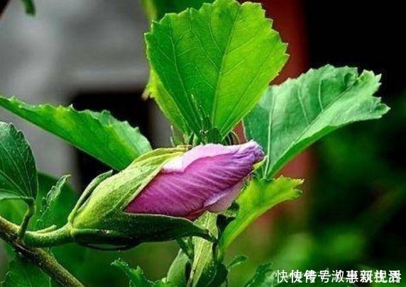 房屋|农村房屋后常见的鸡肉花，食用价值极高，还被称为女性的“福音”