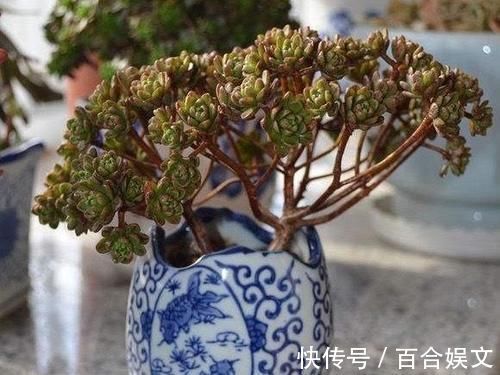 5种直立性很强的多肉,轻松养出精致漂亮的直立桩,别有一番韵味