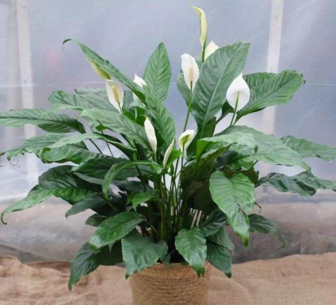 睡眠质量|人养花，花也养人，4种花最适合养家里，好养不占地，烂漫迷人！