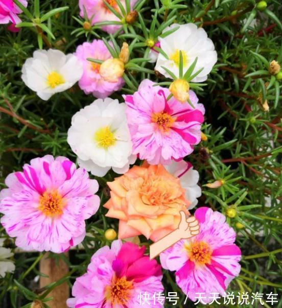 这种花长得像杂草,开花就泛滥,怎么折腾都不死,天天有花看