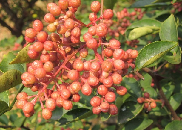 治疗脚气|花椒水泡脚功效太大了，不仅可以治疗脚气，还有3大好处等着你！
