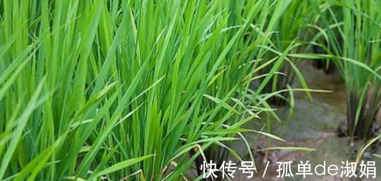 梅蕊$康熙皇帝莲池听雨,心情大好写下一诗,开篇2句就美得令人心醉