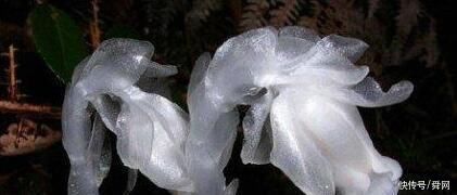 恐怖、凶残，会吃动物的植物大盘点