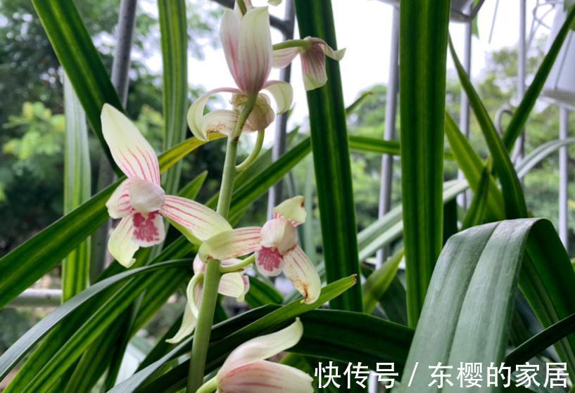 “高岭之花”兰花，家庭盆栽，为什么总爱黄叶病变？