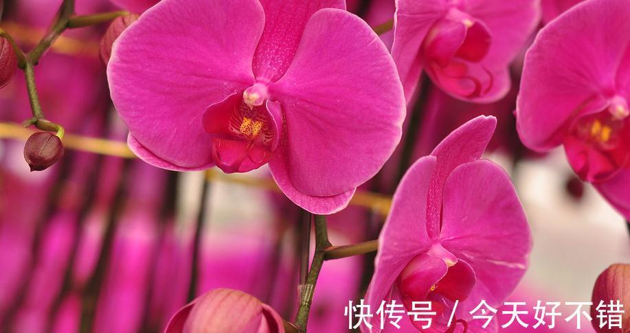 此种花，在南方好养，但在北方却很难养，你家是否也有