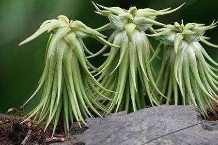 水培|4种两栖花,不用土养的更棒,喷点水就花开满树丫