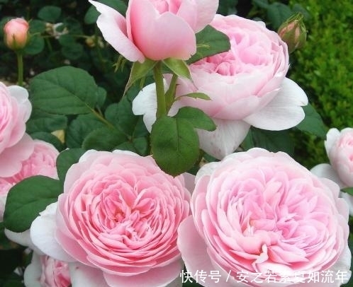 花卉|最迷人的月季花,花色娇嫩,花朵较大,是难得的盆栽花卉品种