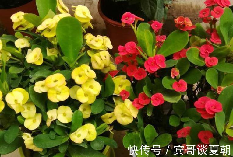 长势|养6种花怕水多,烂根又烂叶,水少长势旺,开花开得多