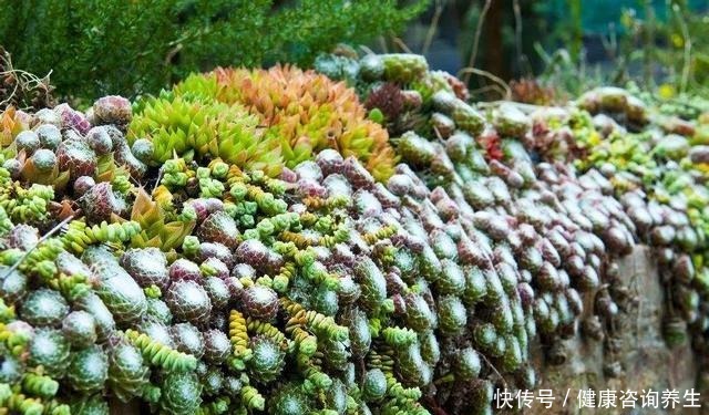 等我有个独立院子，就把多肉种墙上，一面种法师，一面种紫乐！