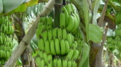 排毒养颜|对身体很好的3种食物,值得每天吃一些,排毒养颜、改善体质