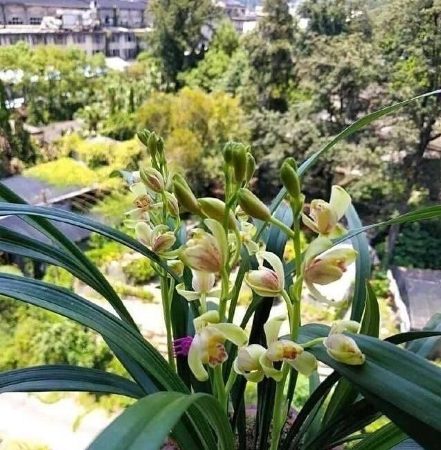 操作方法|花盆里埋点“它”，不烂根，不黄叶，杀菌消毒还透气，根壮花还旺