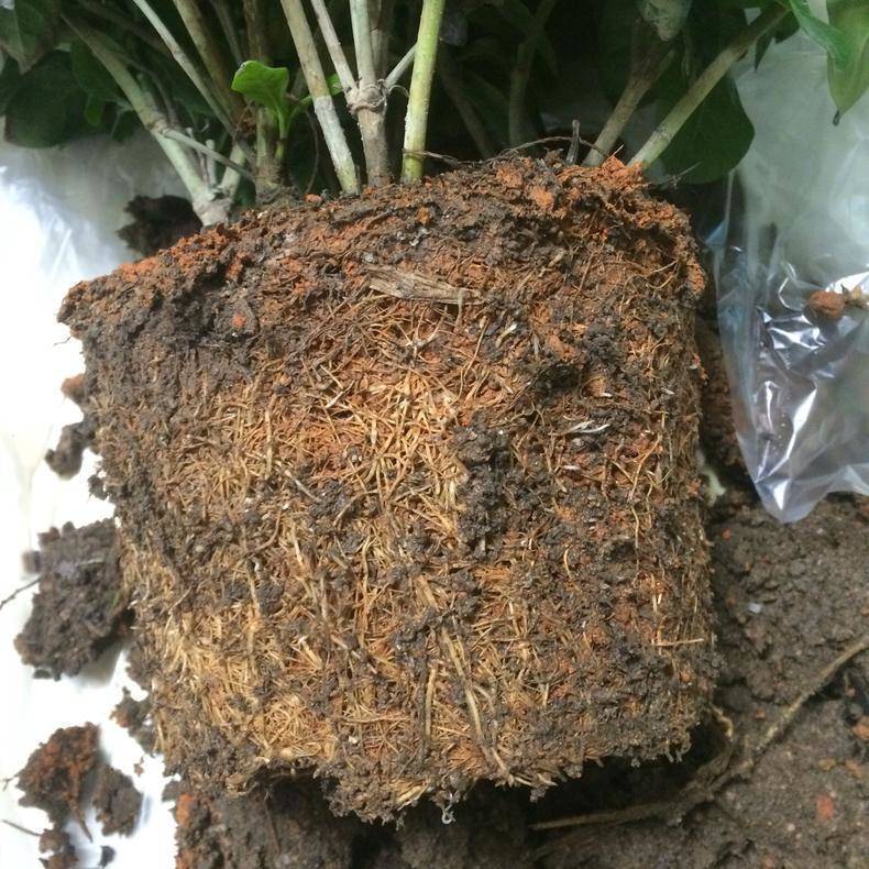 刚买的栀子花、茉莉花,哗哗掉叶子,学会3招,花苞又多又香