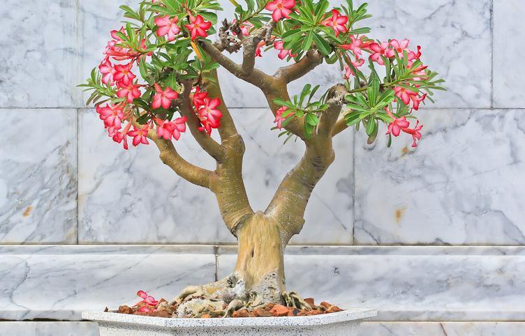 适合新手养的五种花，客厅阳台养两盆，赏花大半年