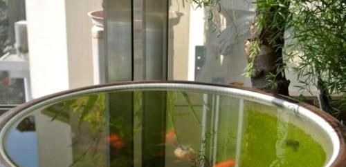 家家都有的1种水,用来浇花,连施肥都省了,养啥旺啥