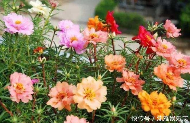 4种花深受花友的喜欢,开花爆盆很简单,日子越过越红火