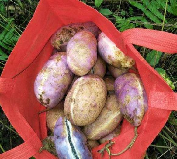 人称“肾果”,是农村娃美味零食,如今野生不多,30元一斤