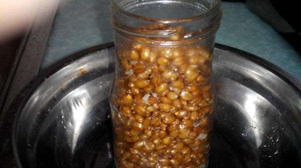 鲫鱼|自制酒香麦粒饵料,夏季使用小鱼不沾,野钓大鲫鱼神器!