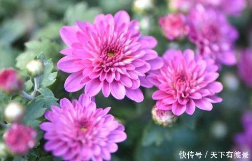 几款花卉好养易爆盆,花朵硕大迷人,还能散发阵阵花香