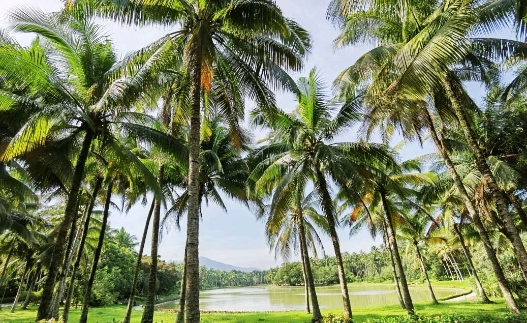 热带经济|美丽的植物园，独特的植物景观——游兴隆热带植物园