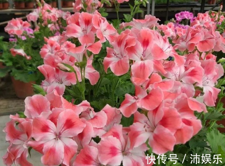 10种天竺葵,花色鲜艳,颜色丰富,每种都超美,你养过几种