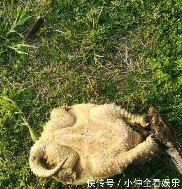 江苏钓鱼人河边发现大龟,追出十几米将其掀翻,网友:吃了它