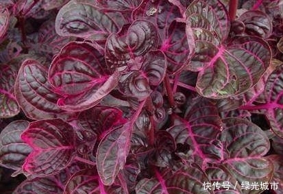 防癌|埋没在农村的防癌野菜,补钙比菠菜还厉害10倍,老少皆宜!