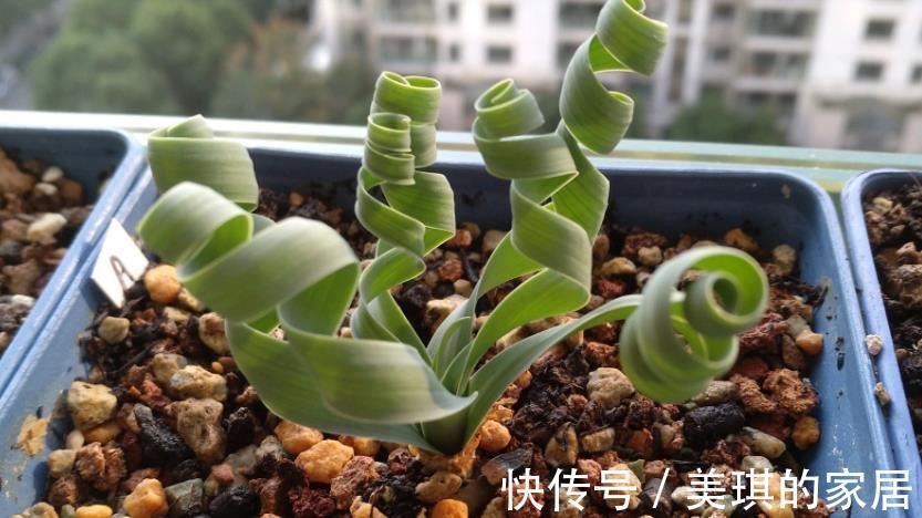 养分|这款草正常叶子如弹簧,变直了反而是一种“病”,该趁早治