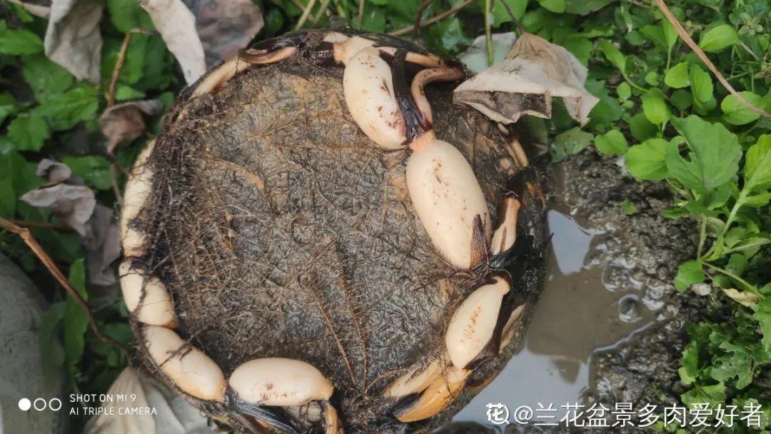 枯萎|9种花是富贵命,必须大盆养,小盆养会憋死